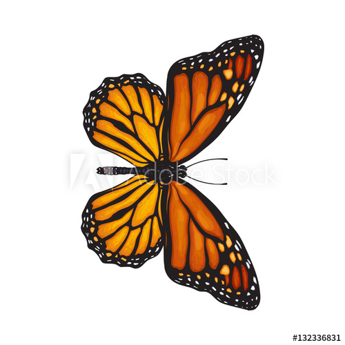 500x500 Top View Of Beautiful Monarch Butterfly, Sketch Illustration - Beautiful Butterfly Sketch