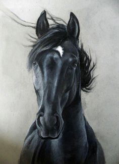 Beautiful Horse Sketches