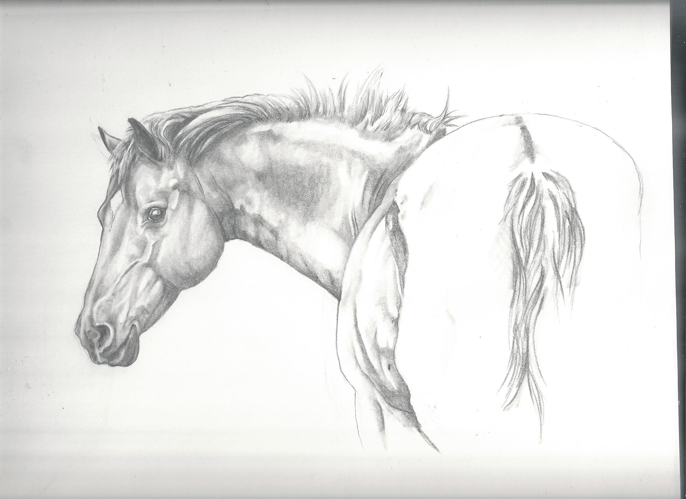 2338x1700 Beautiful Pencil Drawings Of Horse Horse Sketches Pencil Beautiful - Beautiful Horse Sketches