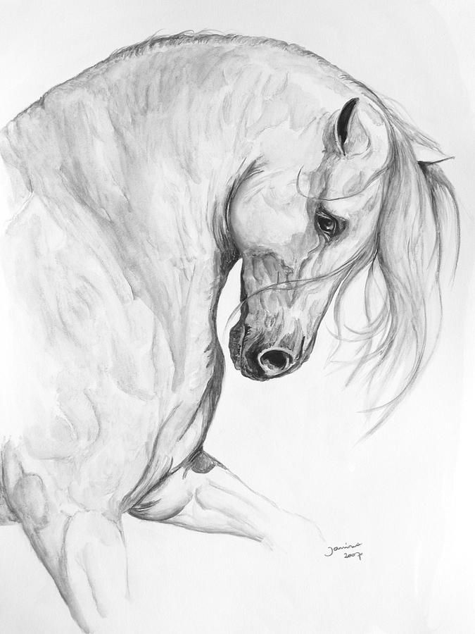 675x900 Beautiful Horse Drawing Horses Art Horse Drawn - Beautiful Horse Sketches