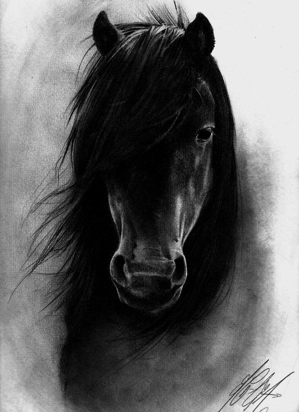 600x826 Beautiful Horse Drawing By Kelly Shaw Willman Horses - Beautiful Horse Sketches