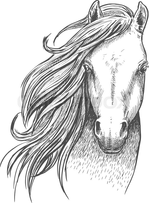 590x800 Beautiful Wild Horse Sketch Icon. Head And Shoulders Portrait Of - Beautiful Horse Sketches