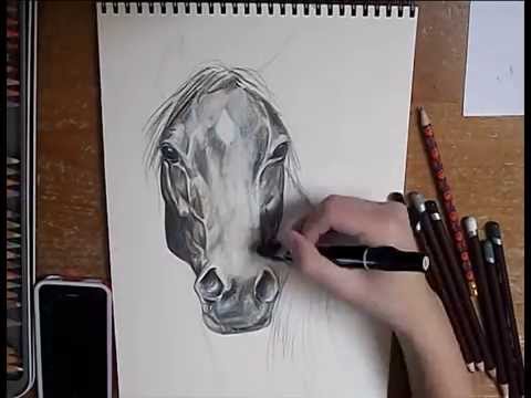 480x360 Speed Draw - Beautiful Horse Sketches