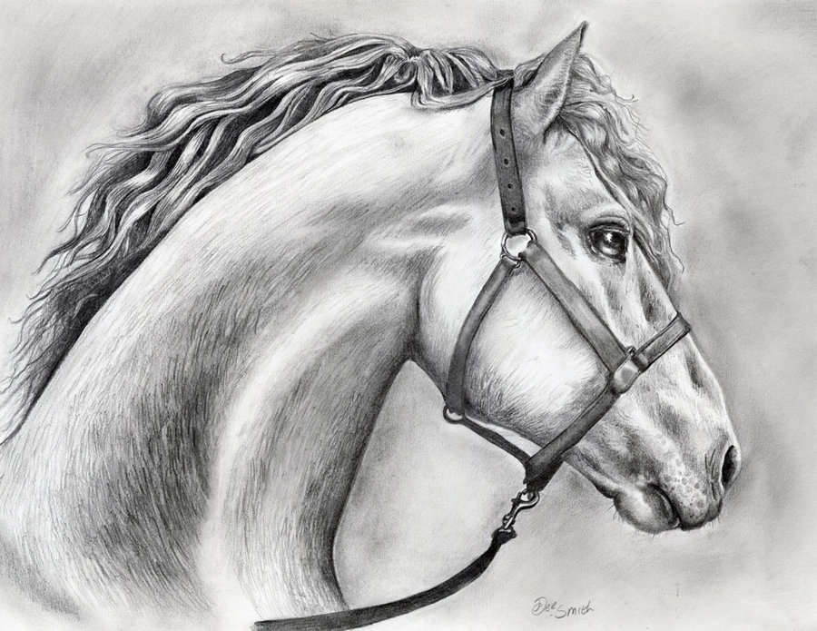 900x695 Horse Drawing In Pencil By Deedeedee123 - Beautiful Horse Sketches