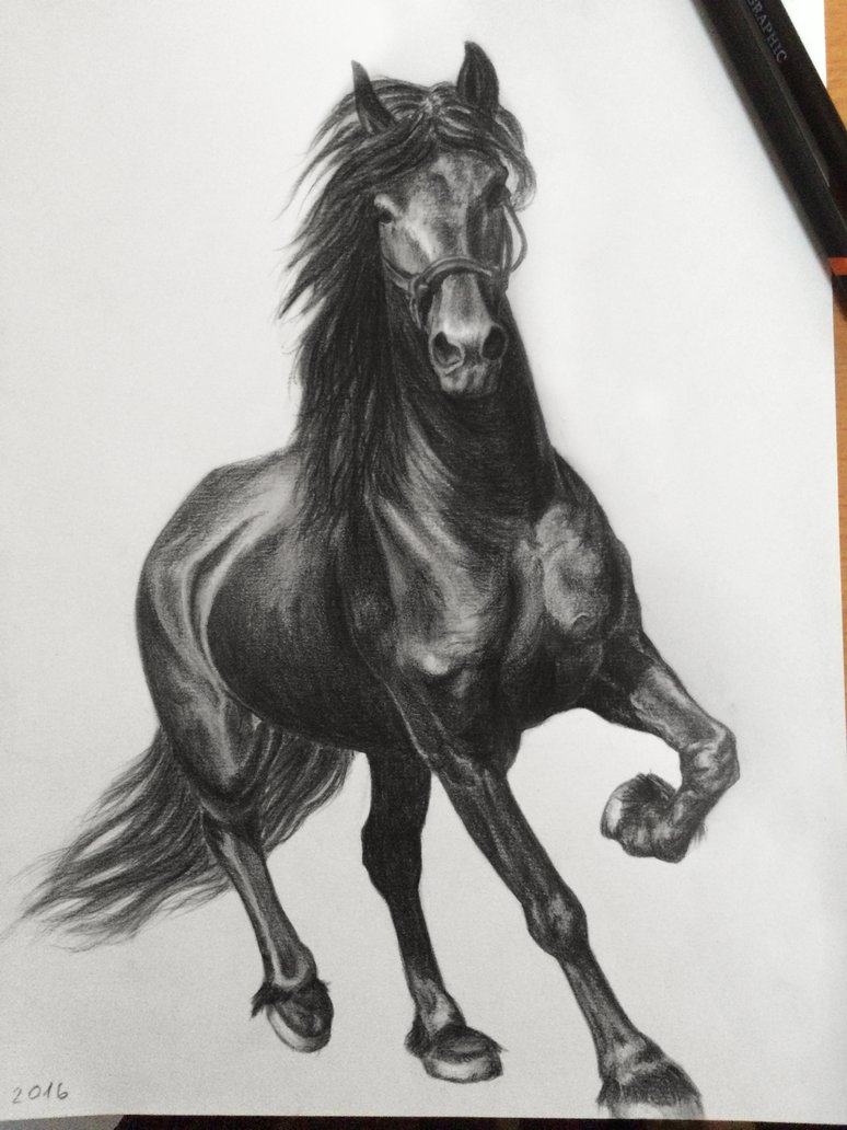 774x1032 Horse Sketch - Beautiful Horse Sketches