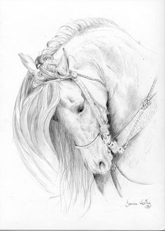236x330 447 Best Horse Drawings Images In 2018 Drawings Of - Beautiful Horse Sketches