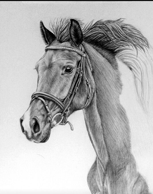 534x677 A Beautiful Horse Drawing In Pencil Wood Burning Patterns - Beautiful Horse Sketches