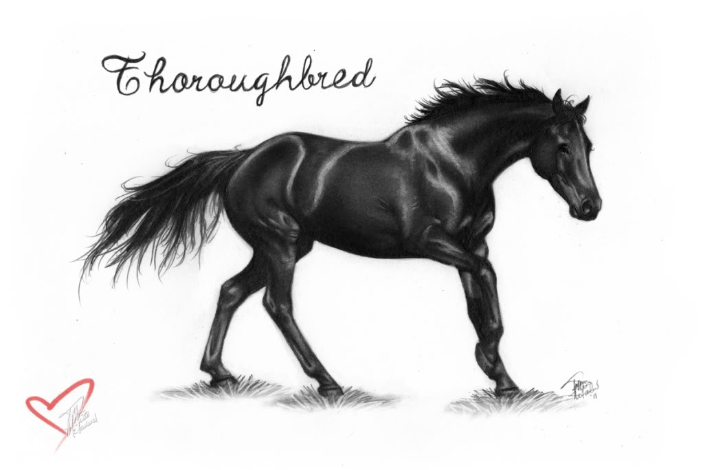 1023x684 Beautiful Horse Drawings! My Horse Forum - Beautiful Horse Sketches