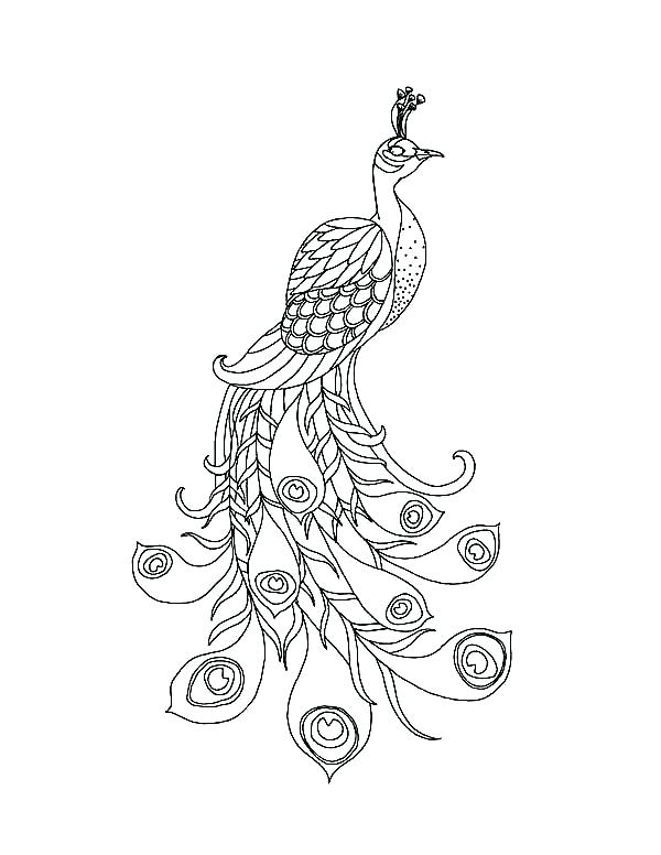600x776 Coloring Peacock Peacock A Beautiful Peacock With His Long Train - Beautiful Peacock Sketch