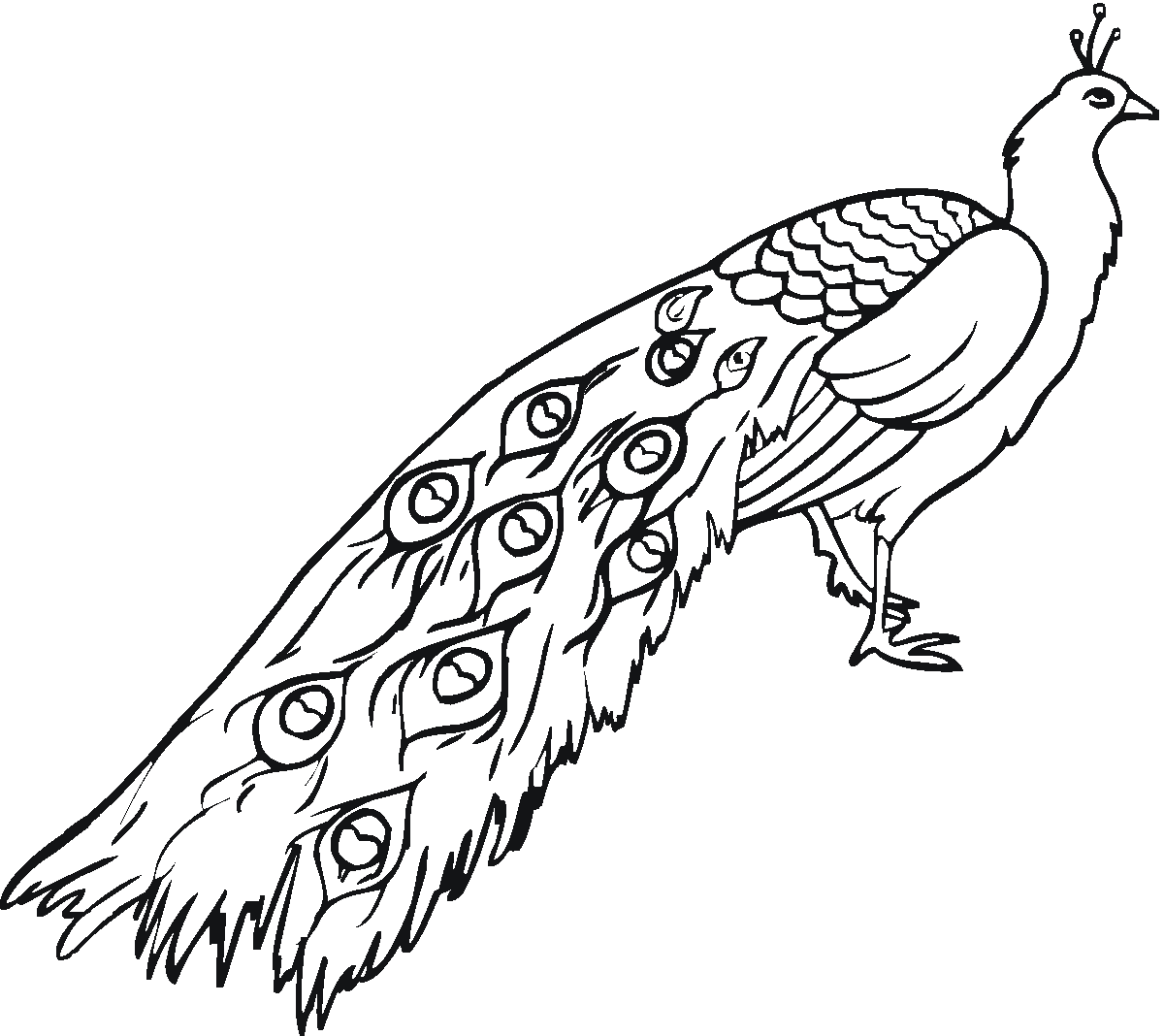 1200x1068 Free Printable Peacock Coloring Pages For Kids - Beautiful Peacock Sketch