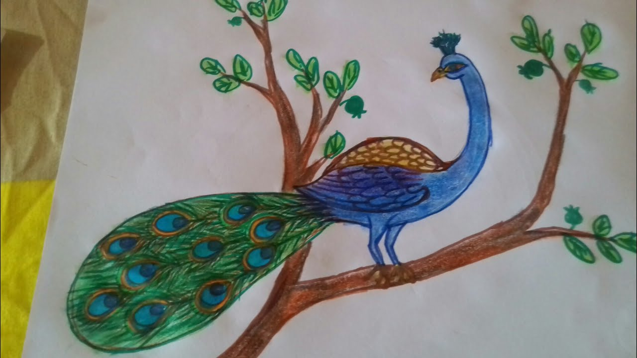 Beautiful Peacock Sketch at PaintingValley.com | Explore collection of ...