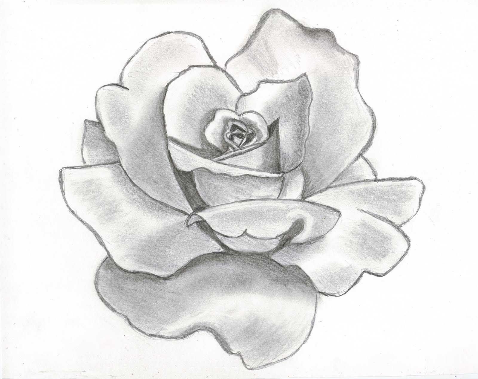 Beautiful Rose Sketch at PaintingValley.com | Explore collection of ...