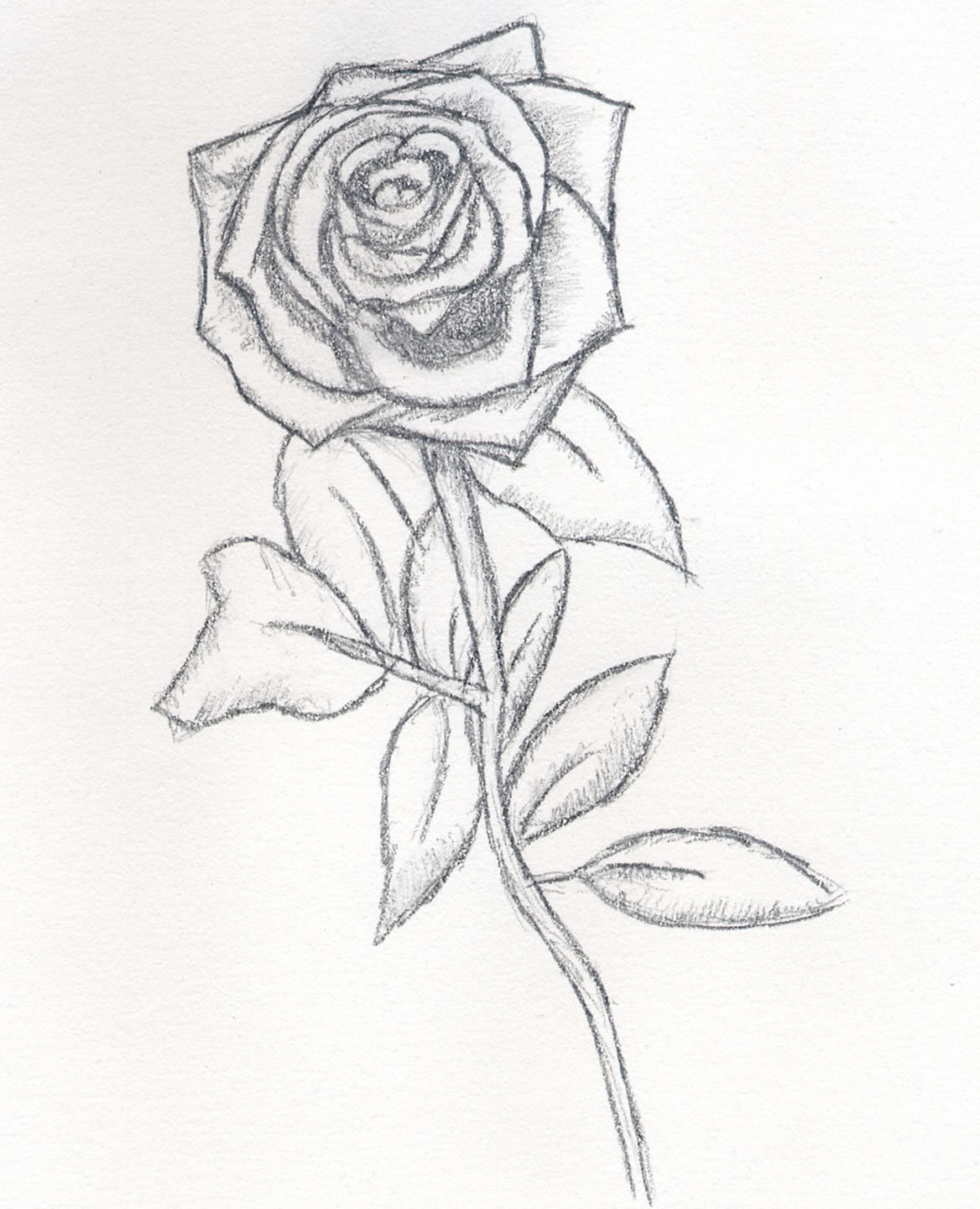 1168x1440 Beautiful Rose Sketch Drawing Beautiful Roses Pin Your Drawing - Beautiful Rose Sketch