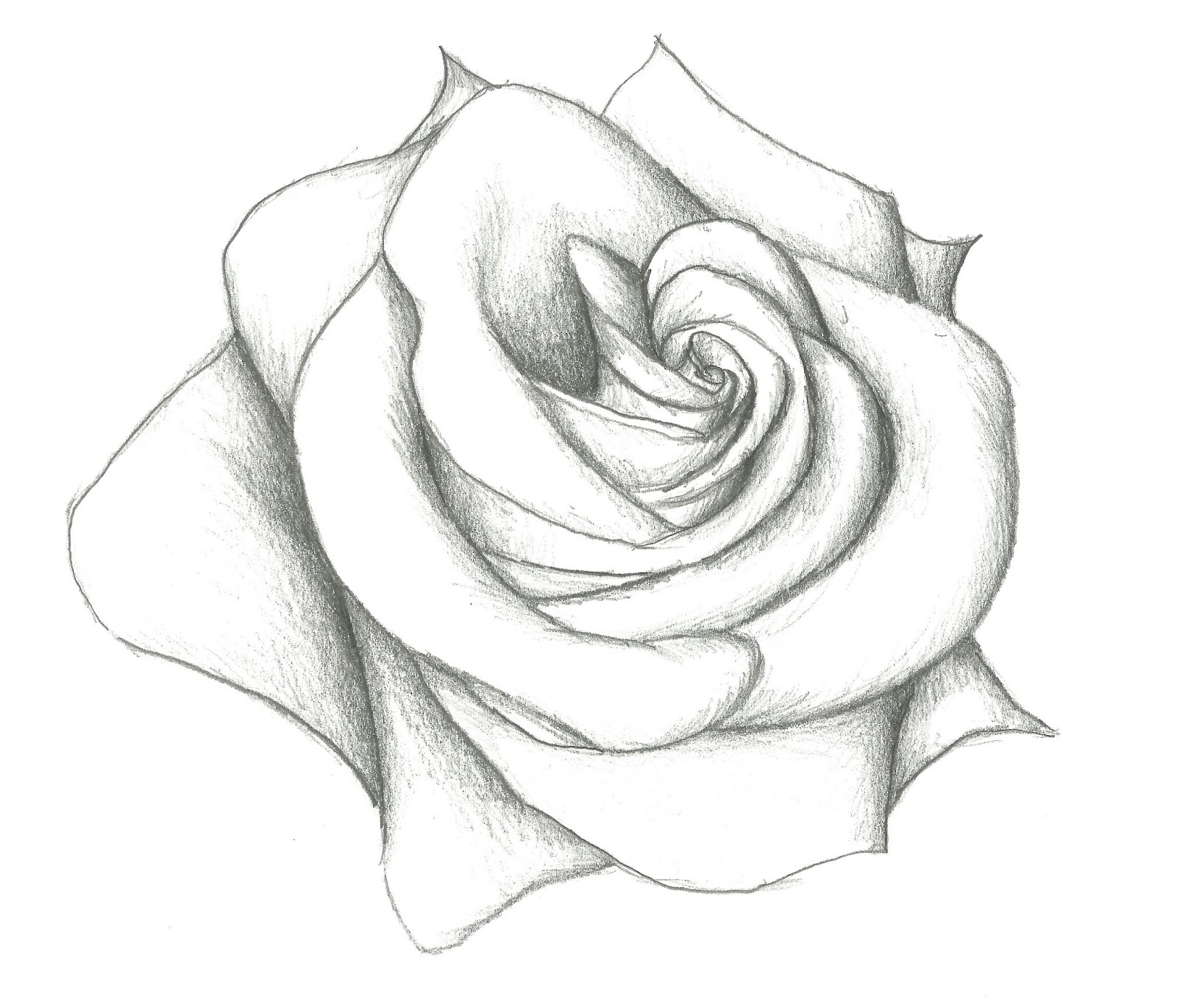 1600x1370 Beautiful Rose Sketch Photos Pencil Drawn Beautiful Rose Flowers - Beautiful Rose Sketch