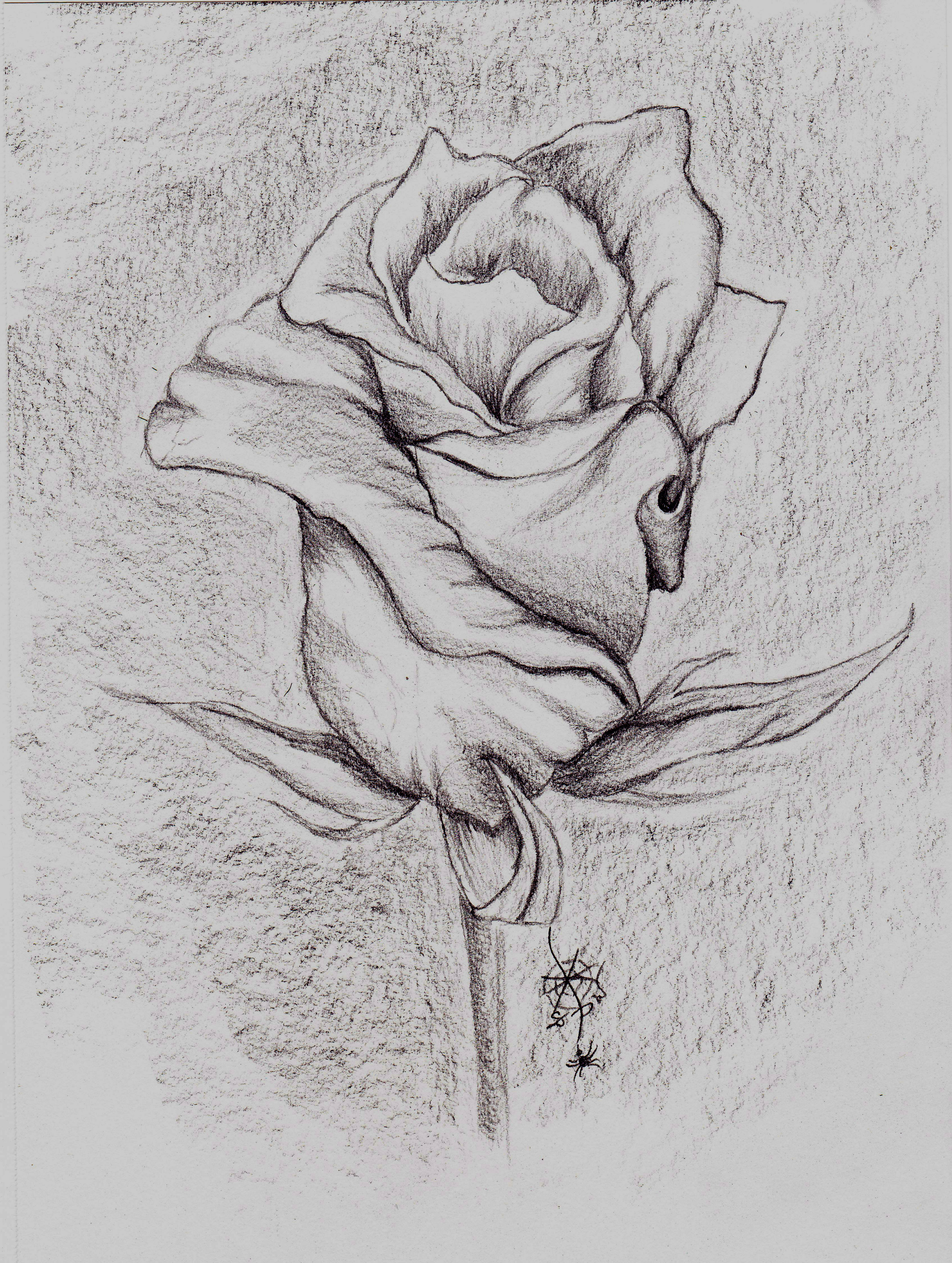 3390x4496 Drawn Rose Pencil Outline - Beautiful Rose Sketch
