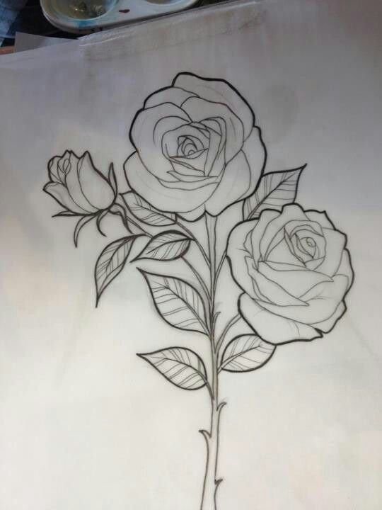 540x720 Miss Jo Black Rose Sketch - Beautiful Rose Sketch