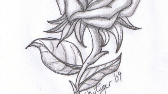 570x320 Rose Flower Sketch Drawing - Beautiful Rose Sketch