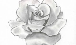 290x175 White Rose Sketch Flower Pretty - Beautiful Rose Sketch
