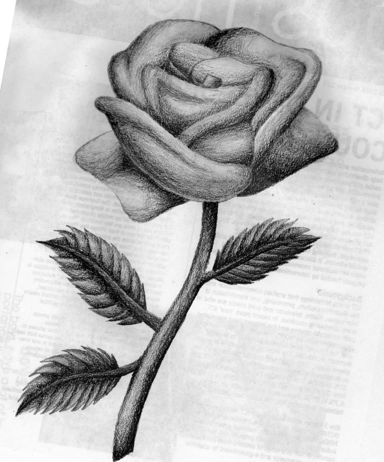 768x924 Drawing Beautiful Roses Rose Symbol Of Love Rose Wallpapers - Beautiful Rose Sketch