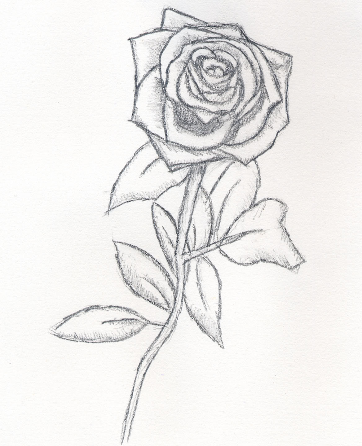 1168x1440 Beautiful Rose Drawings - Beautiful Rose Sketch