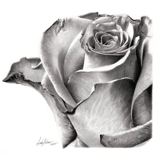 551x533 Beautiful Sketches Of Flowers 35 Beautiful Flower Drawings And - Beautiful Sketches Of Flowers