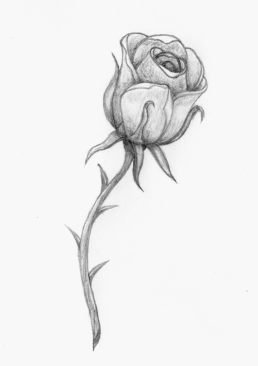 900x1274 A Rose By Any Other Name By Balloon Fiasco - Beauty And The Beast Rose Sketch