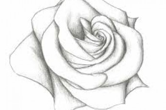 Beauty And The Beast Rose Sketch At Paintingvalley Com Explore Collection Of Beauty And The Beast Rose Sketch