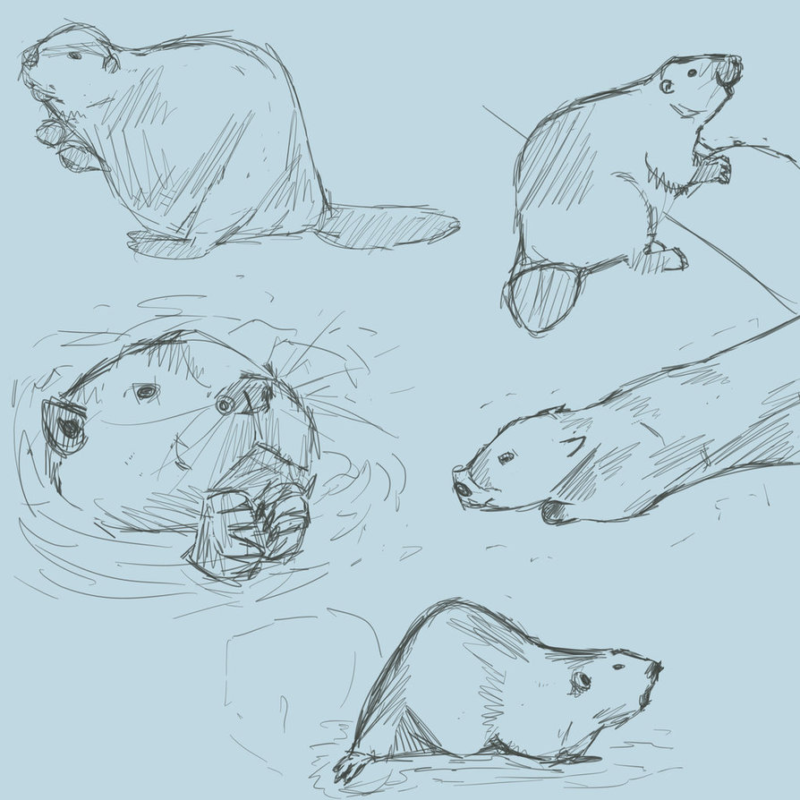 894x894 Beaver Sketches By Dragonslayer999 - Beaver Sketch