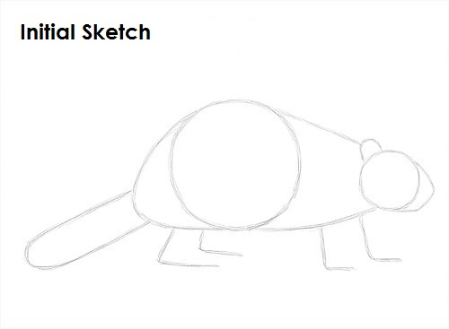 500x367 How To Draw A Beaver - Beaver Sketch