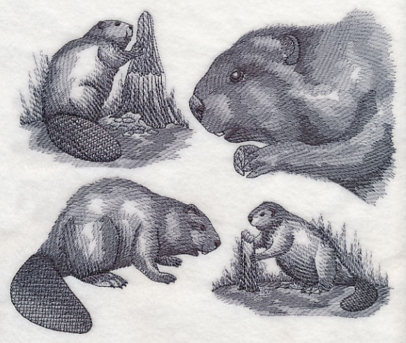 582x492 Machine Embroidery Designs - Beaver Sketch