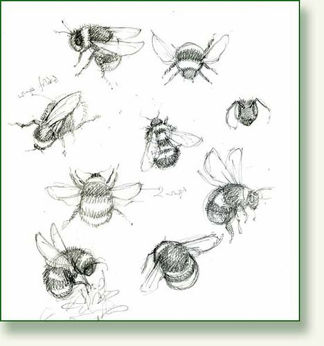 468x500 Bumble Bee Sketches In 2018 In A Doodle Frame Of Mind - Bee Sketch