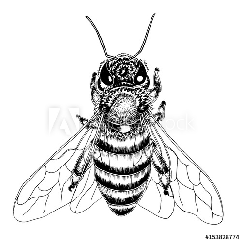 500x500 Hand Drawn Bee Sketch In Black And White Vector Illustration - Bee Sketch