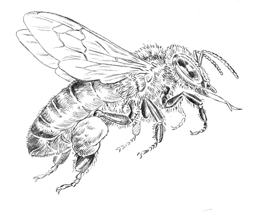 960x807 Bee Sketch By Dave Hopkins Phosphor Art - Bee Sketch