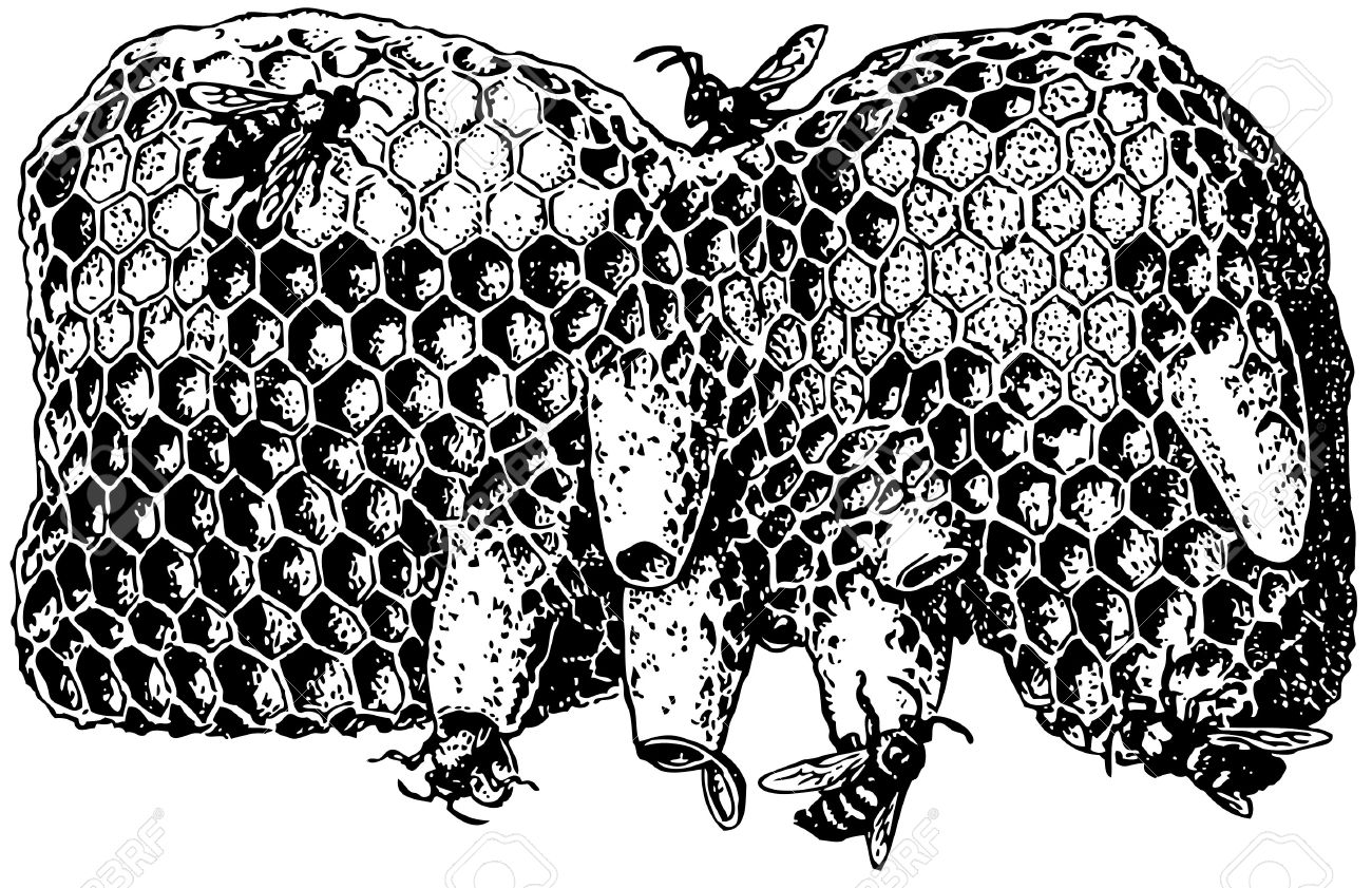 1300x841 Beehive Drawing Black And White - Beehive Sketch