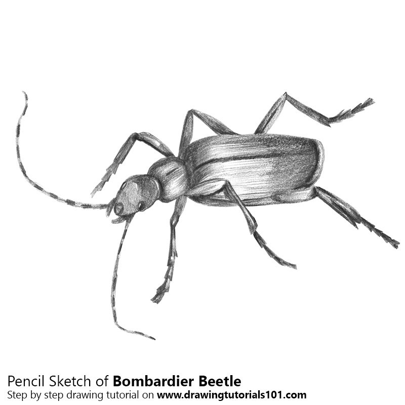 800x800 Bombardier Beetle Pencil Drawing - Beetle Sketch