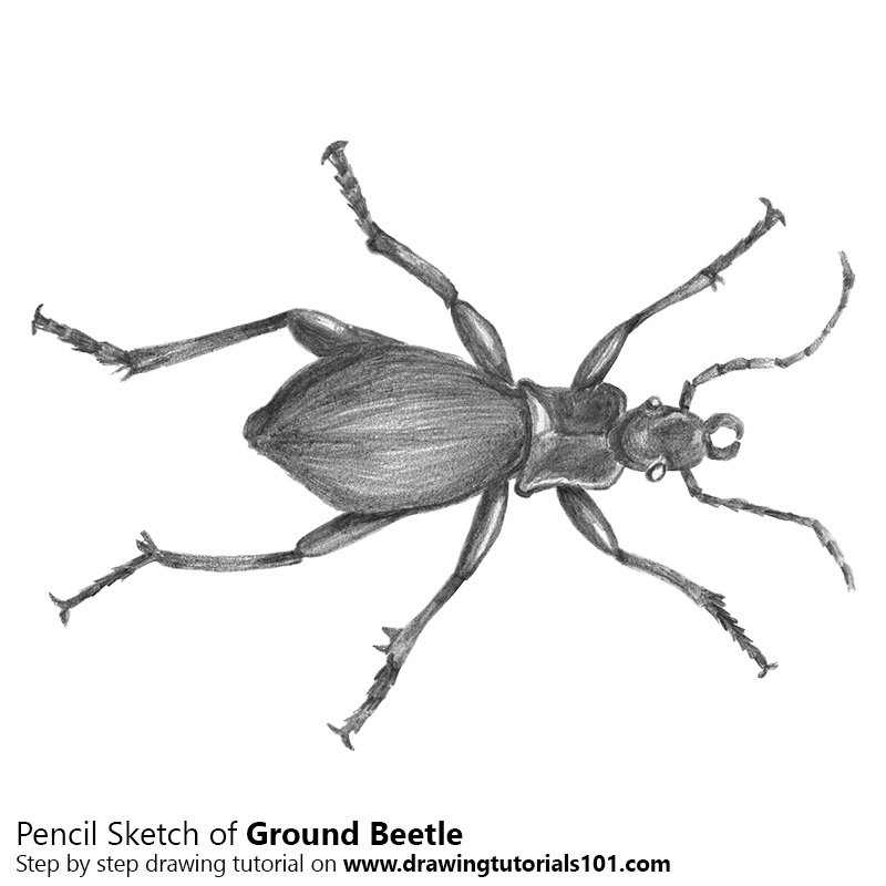 800x800 Ground Beetle Pencil Drawing - Beetle Sketch