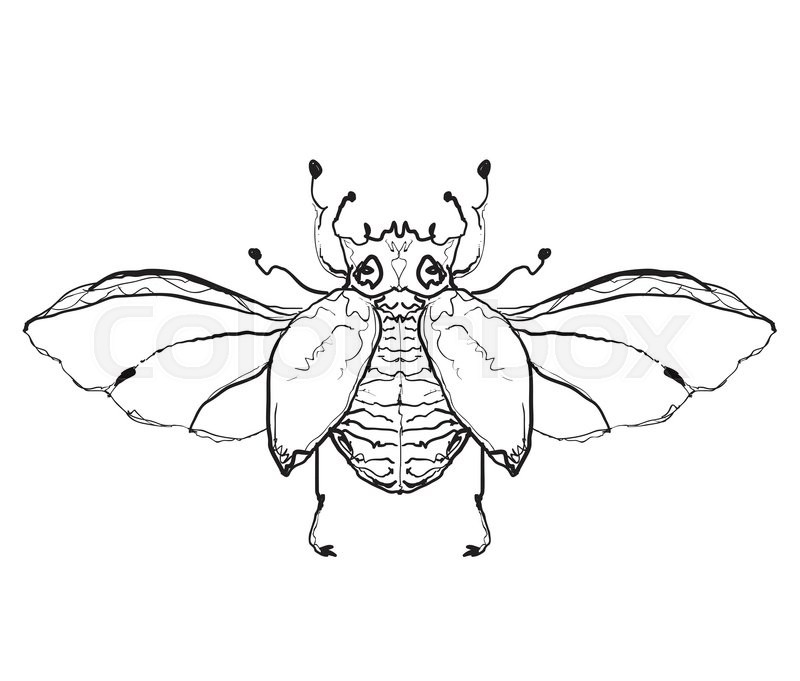 800x681 Hand Drawn Insect With Wing. Beetle Sketch Stock Vector Colourbox - Beetle Sketch