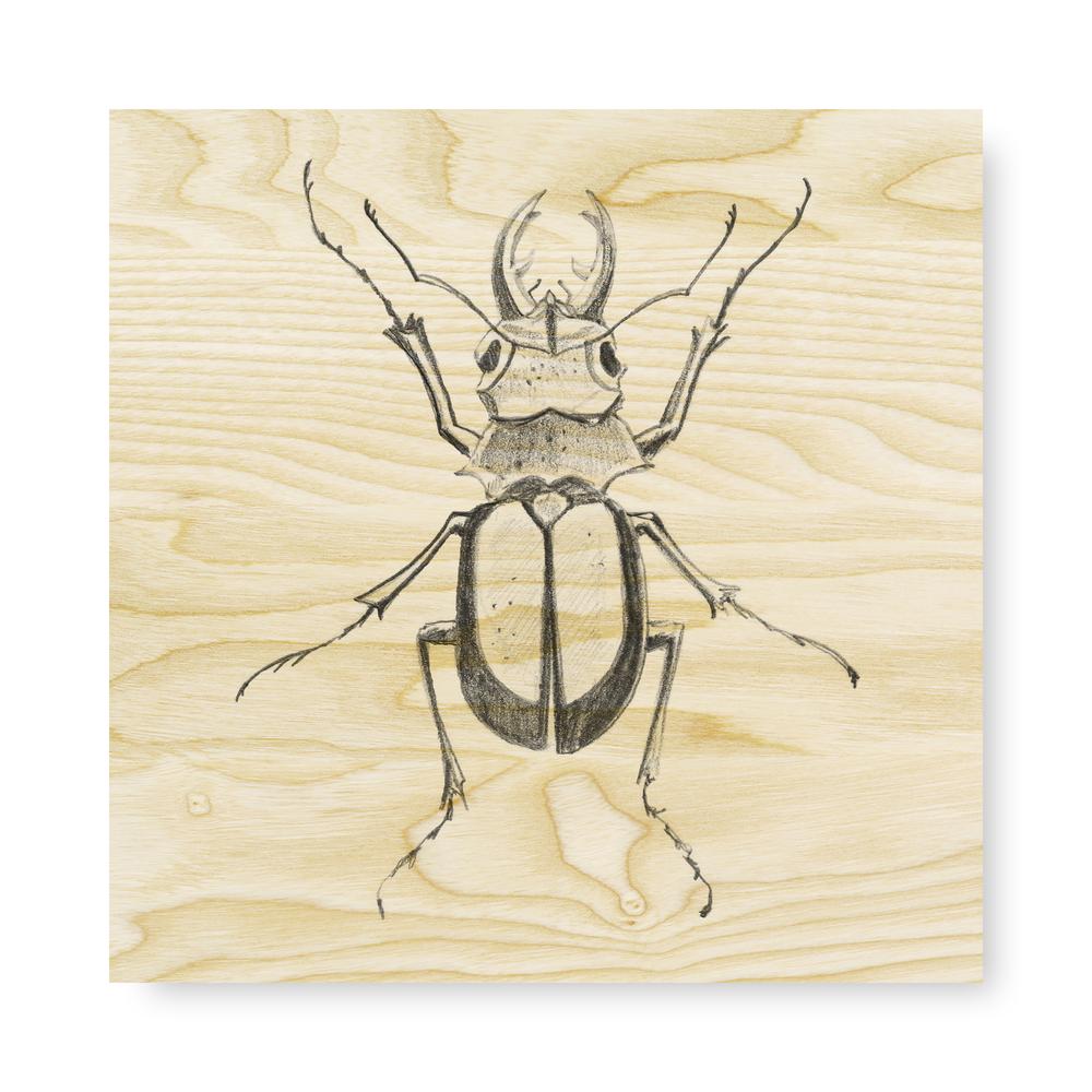 Beetle Sketch