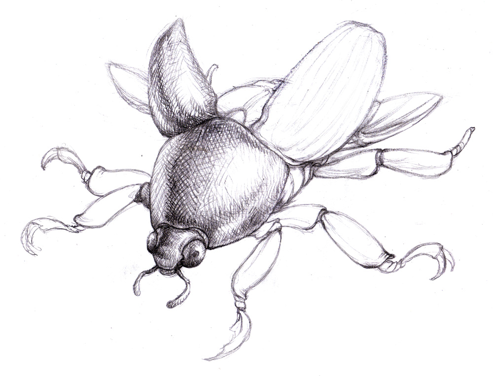 1000x763 Magellin . Blog Scarab Beetle Sketch - Beetle Sketch