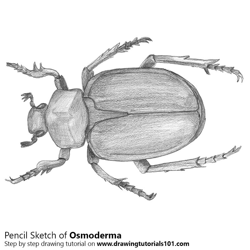 800x800 Osmoderma Beetle Pencil Drawing - Beetle Sketch
