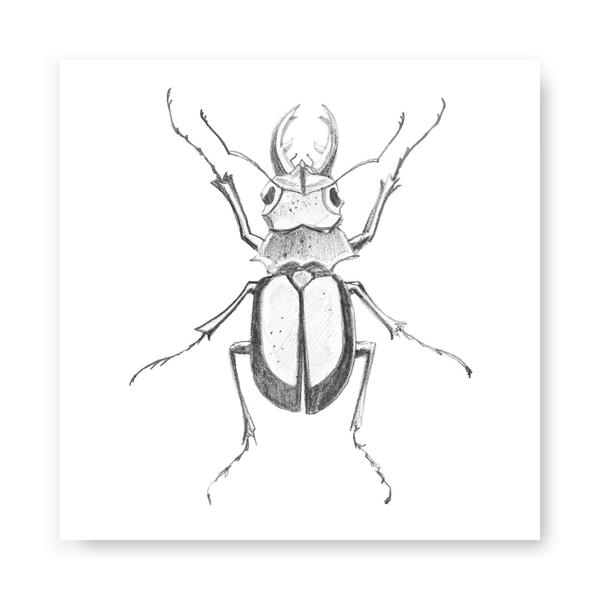 600x600 Print On Plexi By Studio W.q. Of Two Palms Art Bazaar - Beetle Sketch