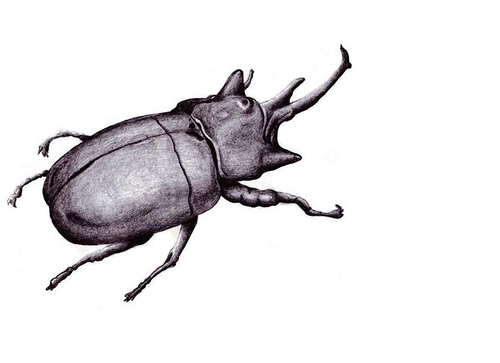 500x363 Rhino Beetle (Pencil Sketch) Josh Martin - Beetle Sketch