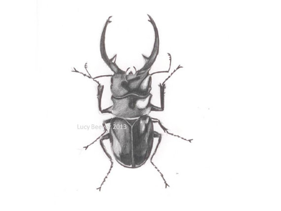 570x428 Stag Beetle Original Drawing In Pencil Designs Drawing - Beetle Sketch