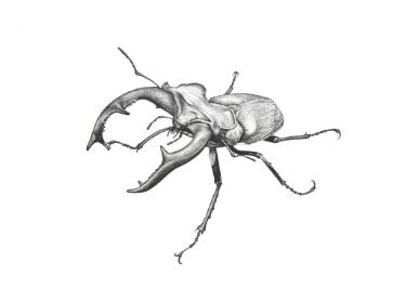 375x265 Stag Beetle Drawing By Dumitru Derjanschi Saatchi Art - Beetle Sketch
