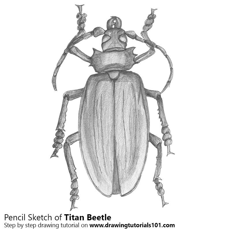 Beetle Sketch at PaintingValley.com | Explore collection of Beetle Sketch