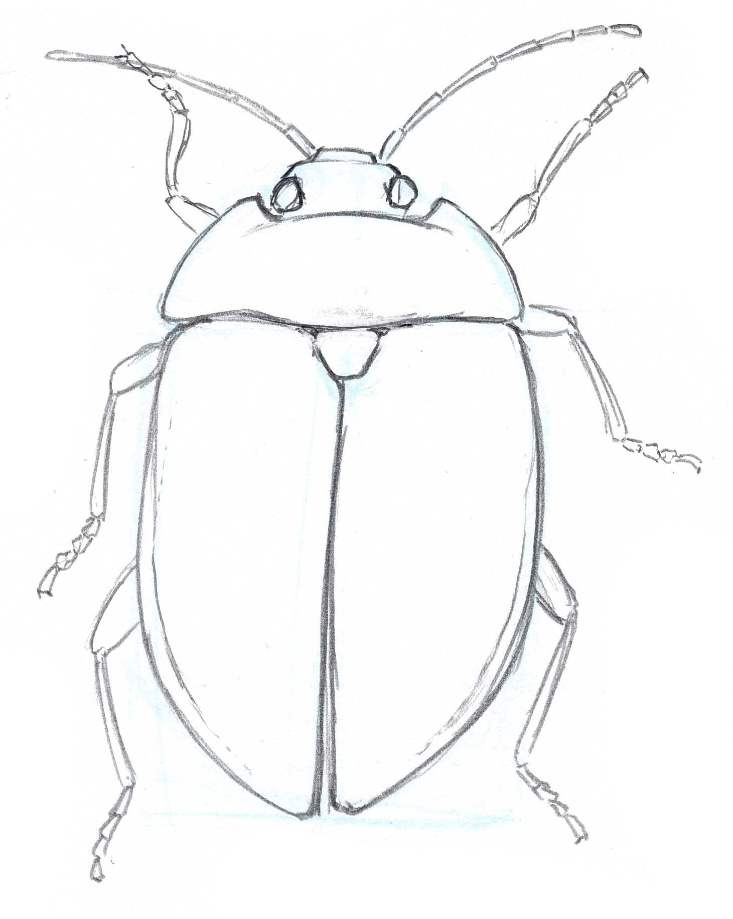 1461x1831 Leaf Beetle Line - Beetle Sketch