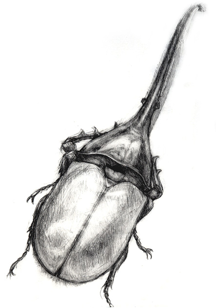 443x632 Rough Sketch Hercules Beetle By D4rk1n - Beetle Sketch
