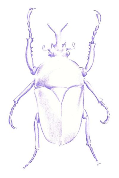 401x600 Beetle Drawing Realistic Drawing Skill - Beetle Sketch