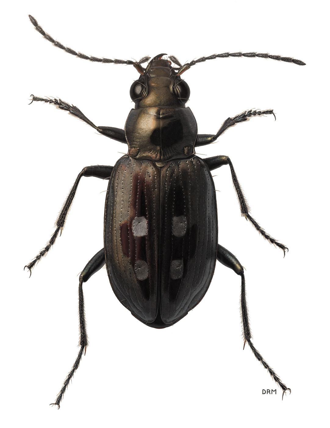 1082x1403 Beetle Drawing Sketch Drawing Skill - Beetle Sketch