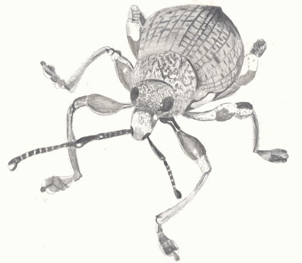 600x523 Beetle Sketch 2 By Hazel Louise - Beetle Sketch